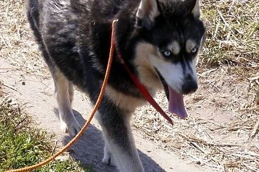 Astra piękna sunia w typie husky szuka domku na za