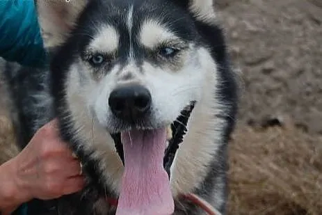Astra piękna sunia w typie husky szuka domku na za