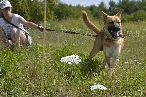 Bravo błaga o dom ,  śląskie Dąbrowa Górnicza