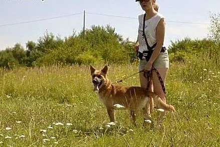 Bravo błaga o dom ,  śląskie Dąbrowa Górnicza