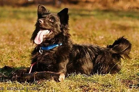 OTOZ Animals - Misiu - skryty przyjaciel na długie