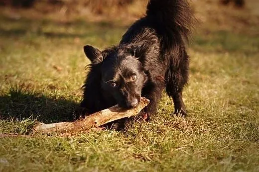 OTOZ Animals - Misiu - skryty przyjaciel na długie