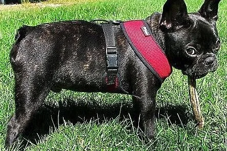 Buldog francuski niebieski, Małopolskie, Kraków
