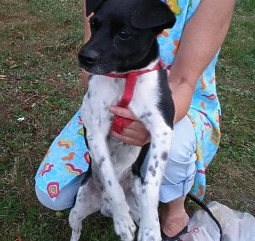 Kropek do adopcji, dolnośląskie Świdnica