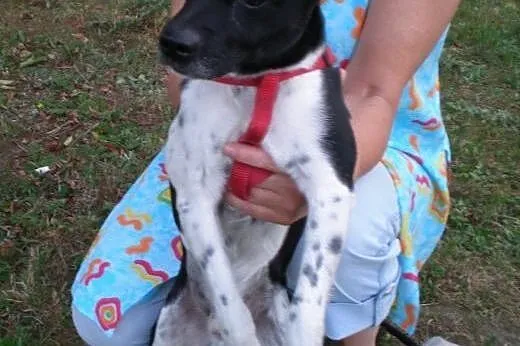 Kropek do adopcji,  dolnośląskie Świdnica
