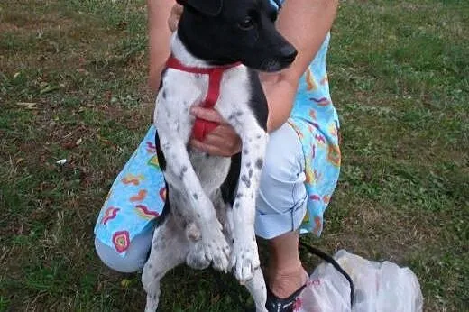 Kropek do adopcji,  dolnośląskie Świdnica