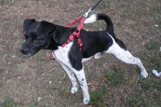 Kropek do adopcji,  dolnośląskie Świdnica