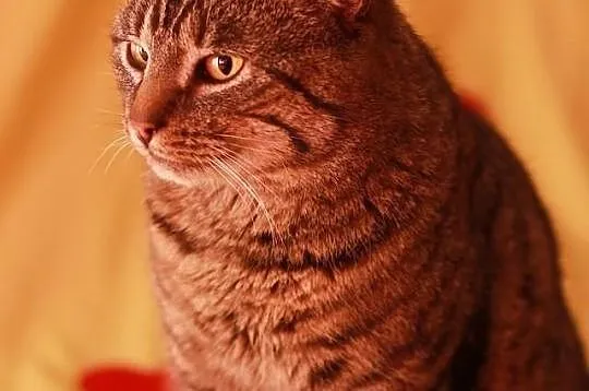 Bazyli