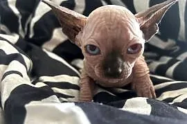 Sfinks kanapdyjski