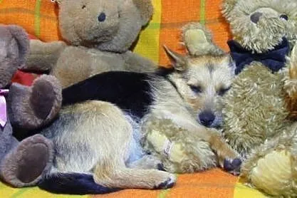 Malutka &#8211; ofiara ludzkich dzieci,  Kunde