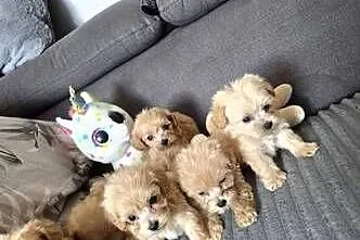 Pięknie szczeniaki Maltipoo