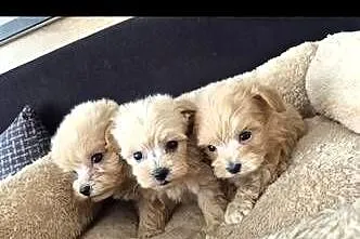 Pięknie szczeniaki Maltipoo, Świętokrzyskie, Święta Katarzyna