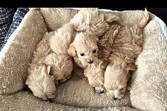 Pięknie szczeniaki Maltipoo, Świętokrzyskie, Święta Katarzyna