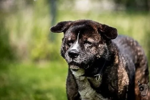 APE - cały wspaniały i Tobie oddany ,  małopolskie