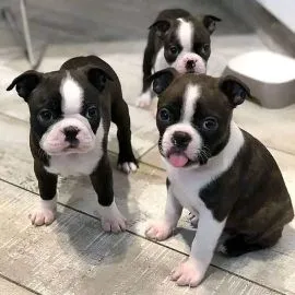 Piękne szczenięta Boston terrierów czekają na kochające domy.