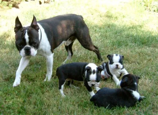 Piękne szczenięta Boston terrierów czekają na kochające domy., , Bydgoszcz