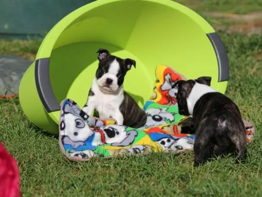 Piękne szczenięta Boston terrierów czekają na kochające domy., , Bydgoszcz