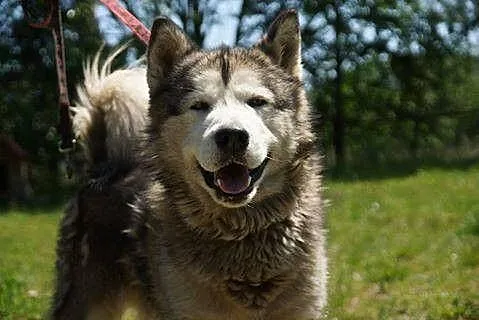 Dorian, porzucony mix husky_malamut szuka domu!