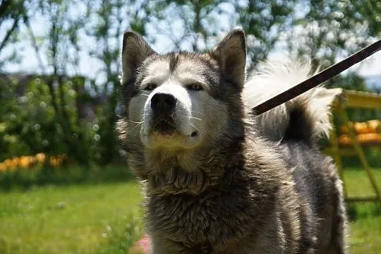 Dorian, porzucony mix husky_malamut szuka domu!