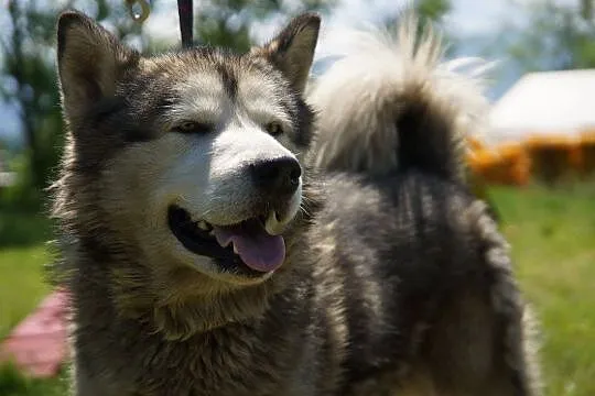 Dorian, porzucony mix husky_malamut szuka domu!