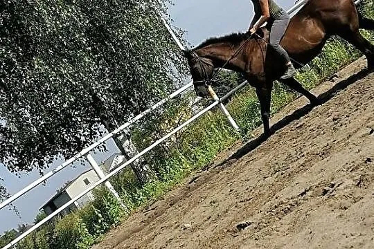 3 letni malowany wałach, , 