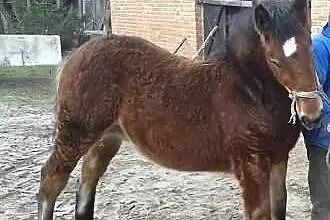 Sprzedam ogierka