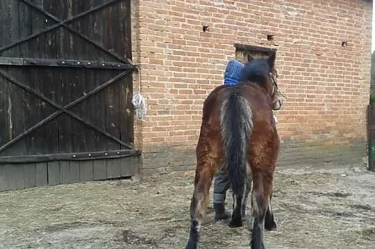 Sprzedam ogierka