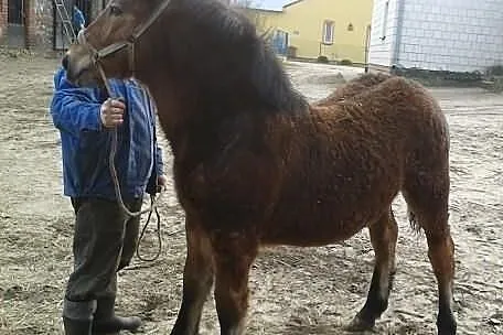 Sprzedam ogierka