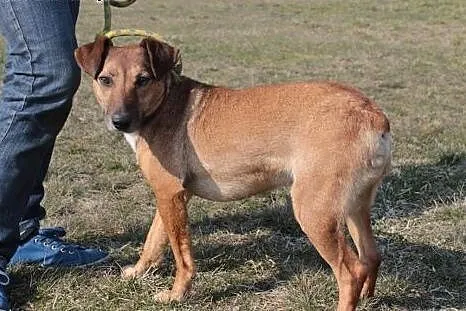 Psotek szuka domu.,  mazowieckie Radom