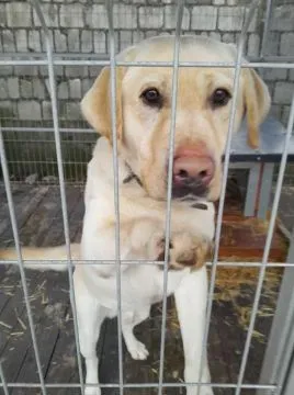 Kokos - LABek mix szuka domu  Kokos to bardzo przyjazny pies w typie labradora. Zabrany z gminnego k, , Warszawa