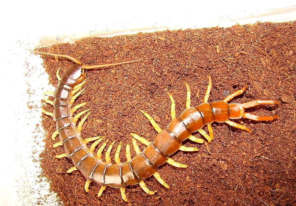 skolopendra z Wietnamu (S.subspinipes dehaani (Brandt, 1840), Śląskie, Gliwice