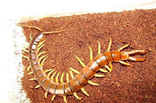 skolopendra z Wietnamu (S.subspinipes dehaani (Brandt, 1840), Śląskie, Gliwice