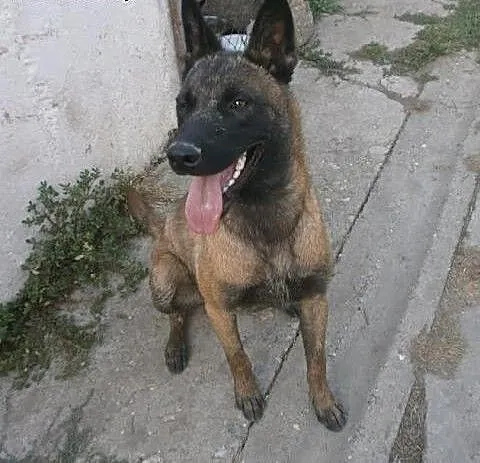 Belgijski Malinois male, Pozostałe rasy cała Pols
