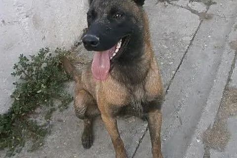 Belgijski Malinois male,  Pozostałe rasy cała Pols