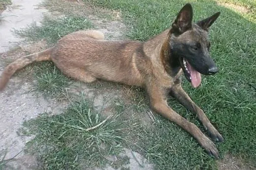 Belgijski Malinois male,  Pozostałe rasy cała Pols