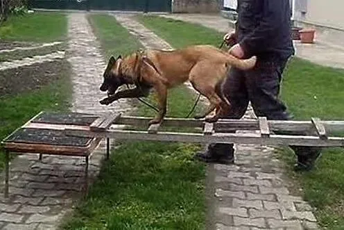Belgijski Malinois male,  Pozostałe rasy cała Pols