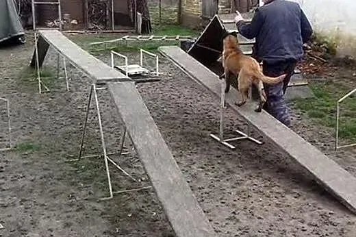Belgijski Malinois male,  Pozostałe rasy cała Pols