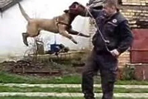 Belgijski Malinois male,  Pozostałe rasy cała Pols