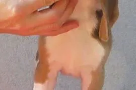 CUDOWNE szczenięta beagle o doskonałym rodowodzie,, Rybnik