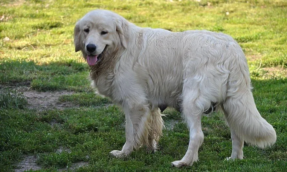 Golden retriever suczka, Mazowieckie, Przysucha