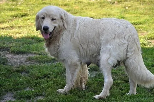 Golden retriever suczka, Mazowieckie, Przysucha