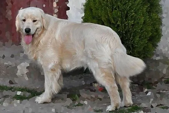 Golden retriever suczka, Mazowieckie, Przysucha