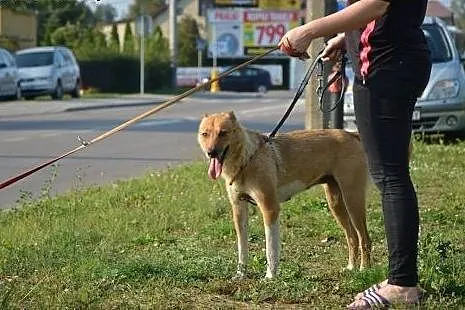 Daj mi szansę-pokochaj a ja pójdę za Tobą w ogień,