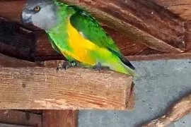 Senegalska samica
