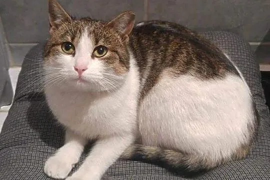 Trijka