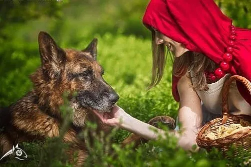 Bartek- piękny pies w typie owczarka do adopcji!,  mazowieckie Warszawa