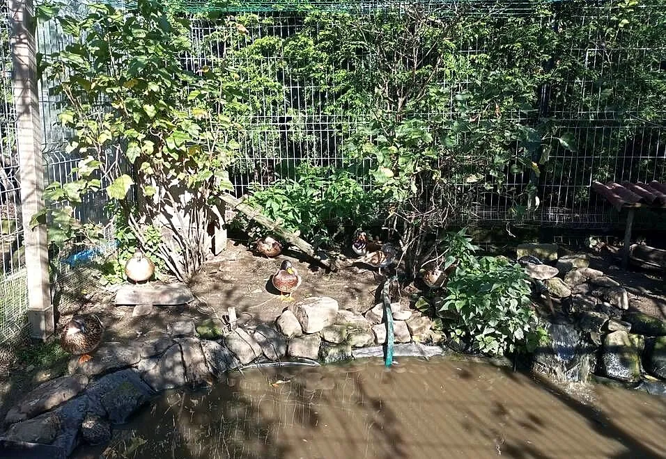 Kaczka miniatura kanadyjska, Śląskie, Kozy
