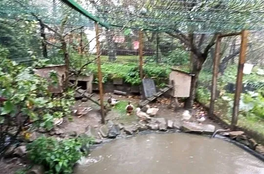 Kaczka miniatura kanadyjska, Śląskie, Kozy