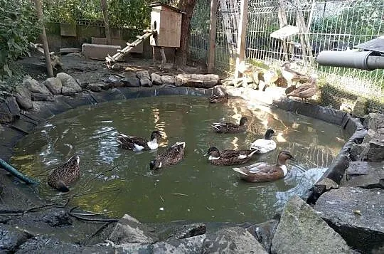 Kaczka miniatura kanadyjska, Śląskie, Kozy