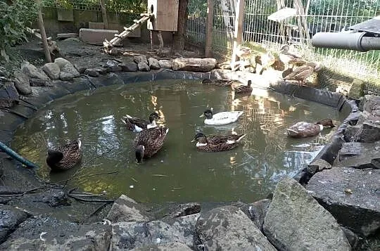 Kaczka miniatura kanadyjska, Śląskie, Kozy
